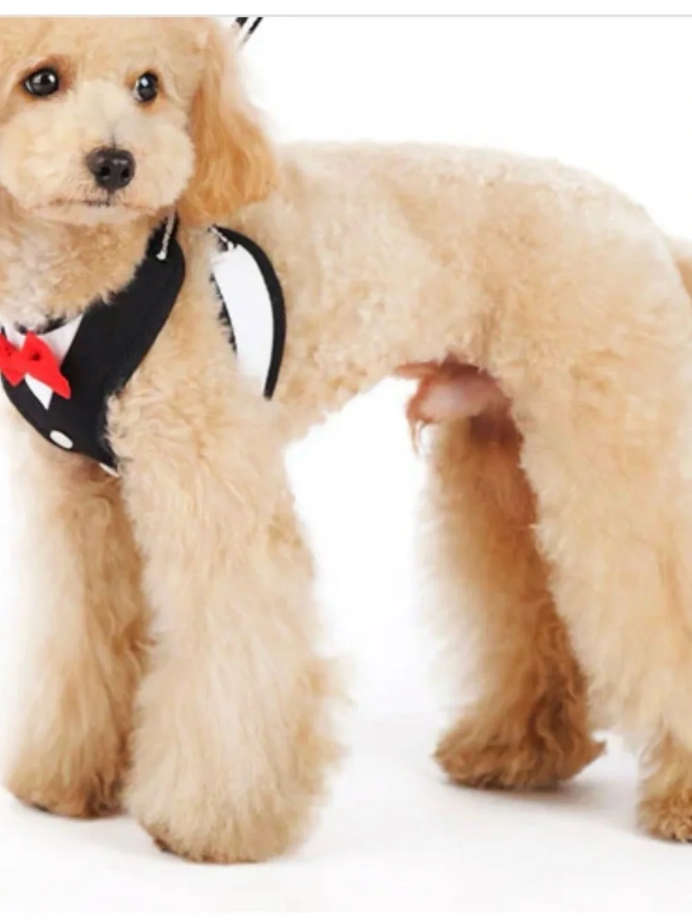 Dogo easily Bowtie harness. Size Large with matching leash.